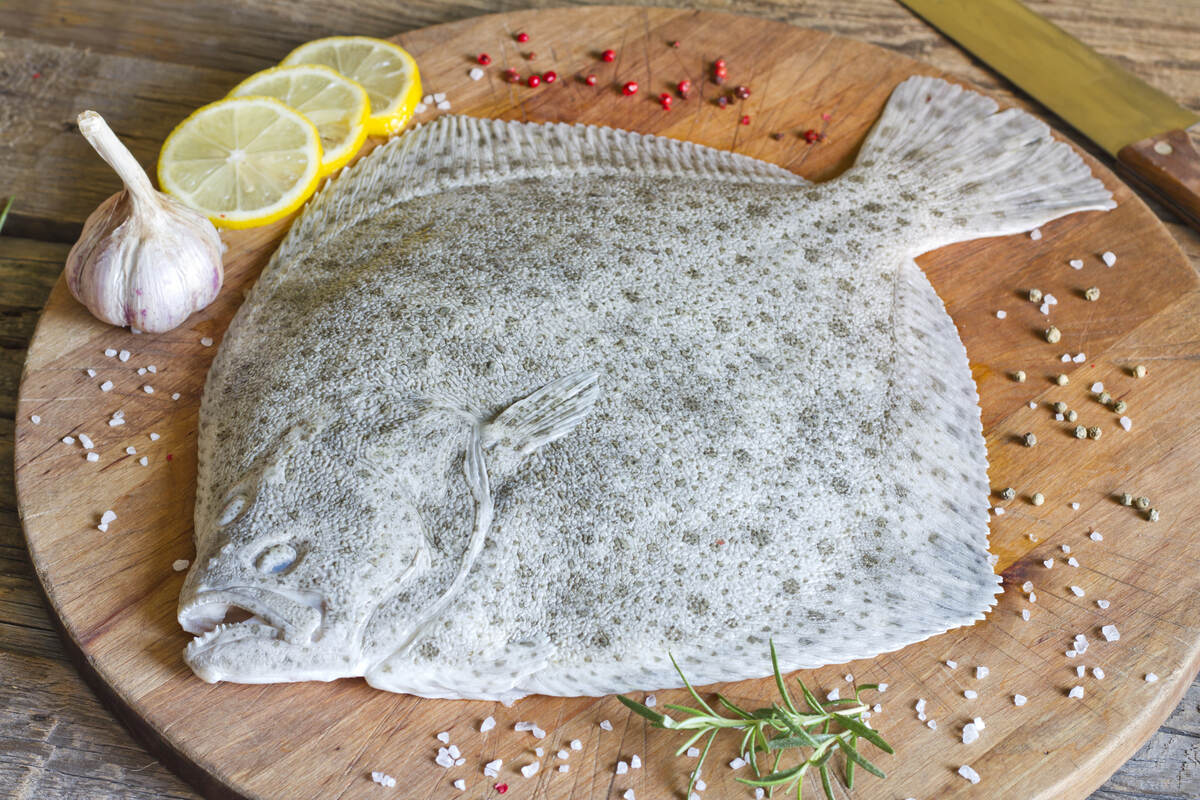 Pesce rombo appena pescato su tagliere di legno