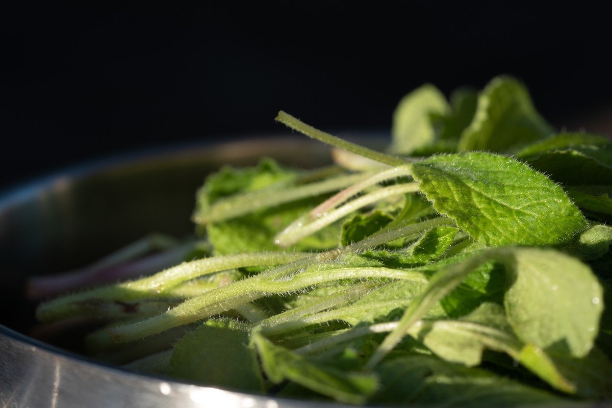 Foglie di borragine messe a cuocere il pentola di acqua