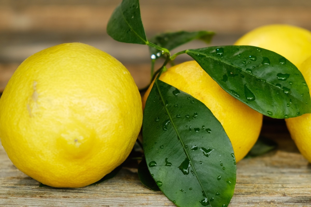 Primo piano foglie di limone attaccate ai frutti