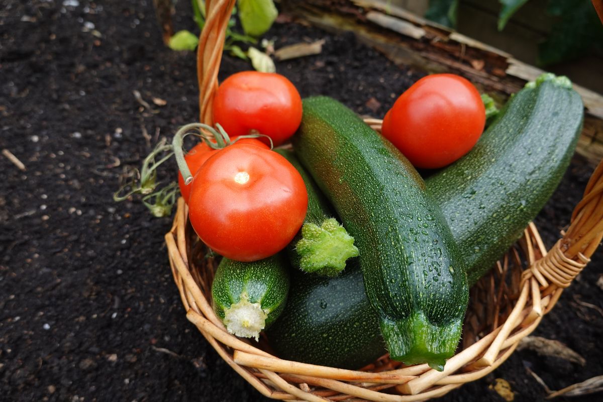 Zucchine e pomodori in un cesto
