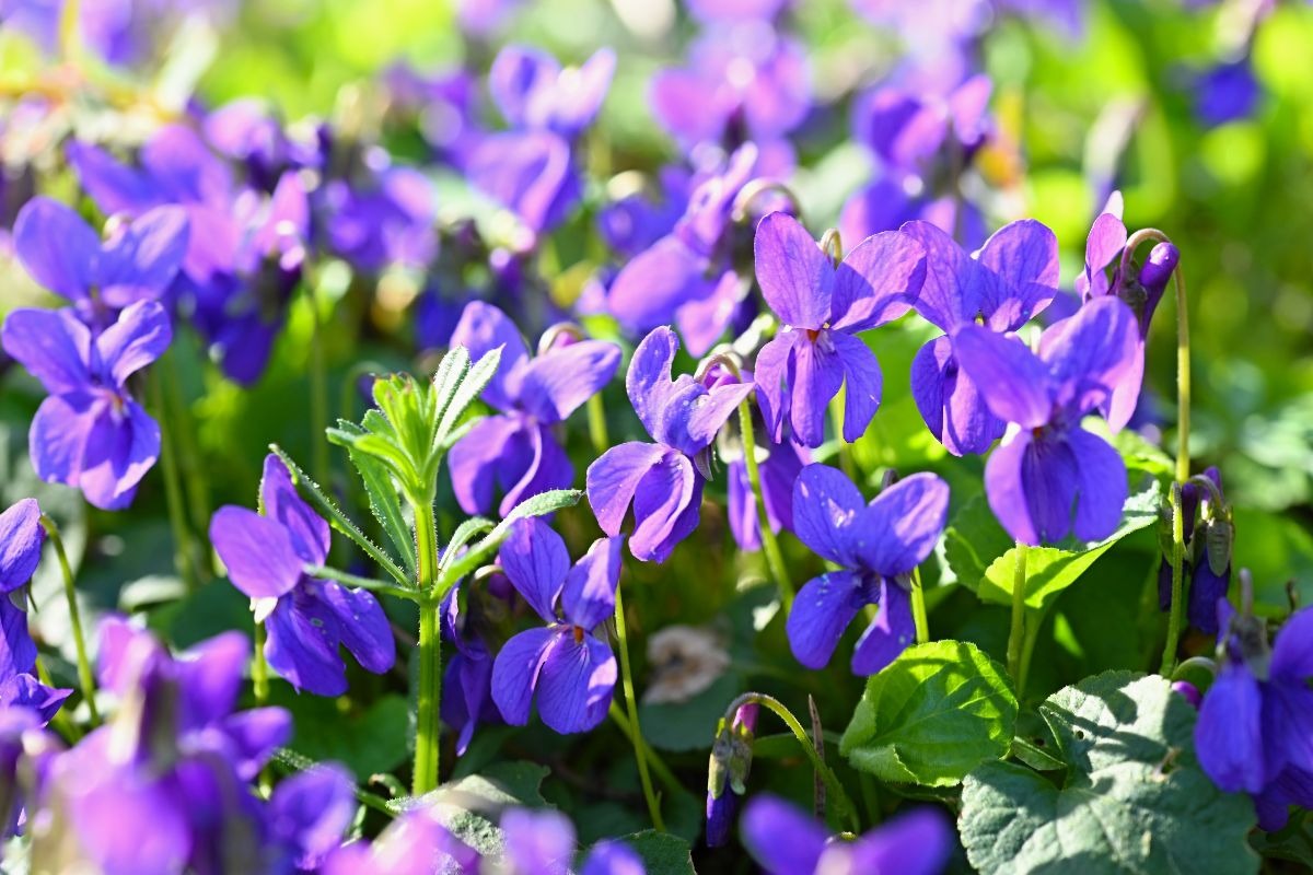 Prato di violette