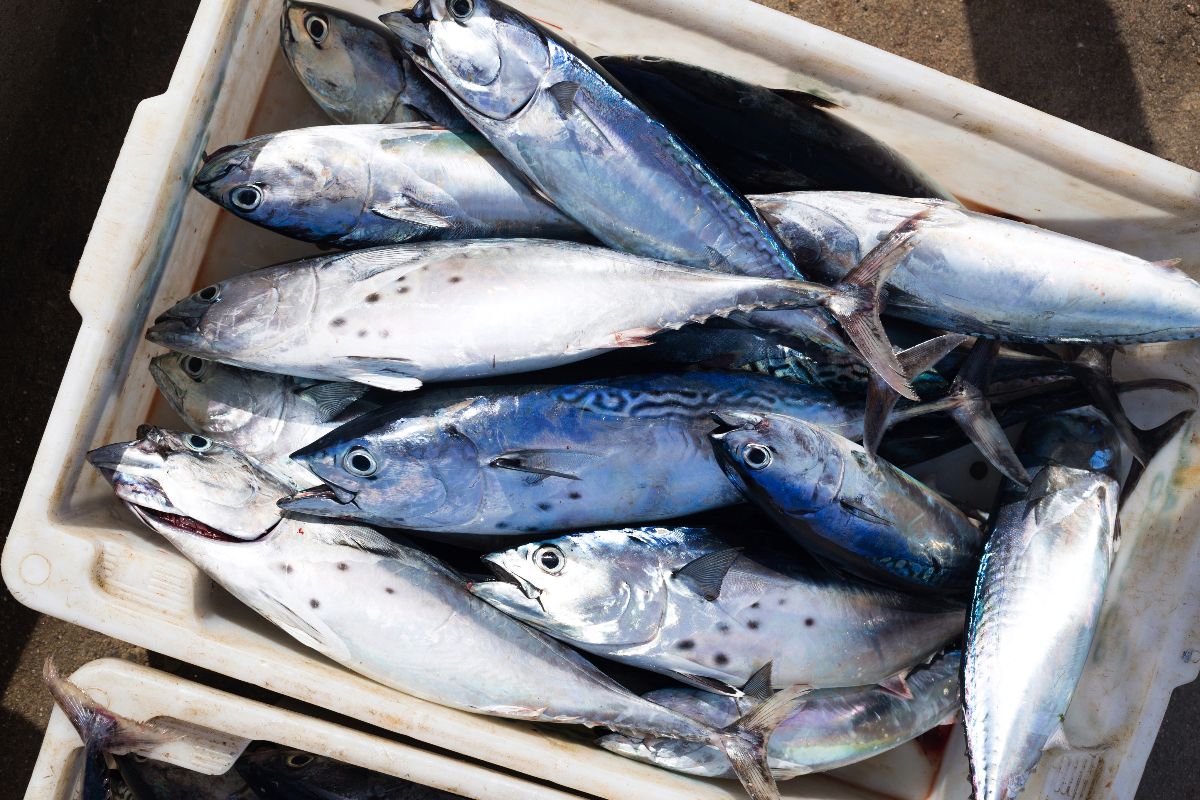 Tonnetto alletterrato appena pescato