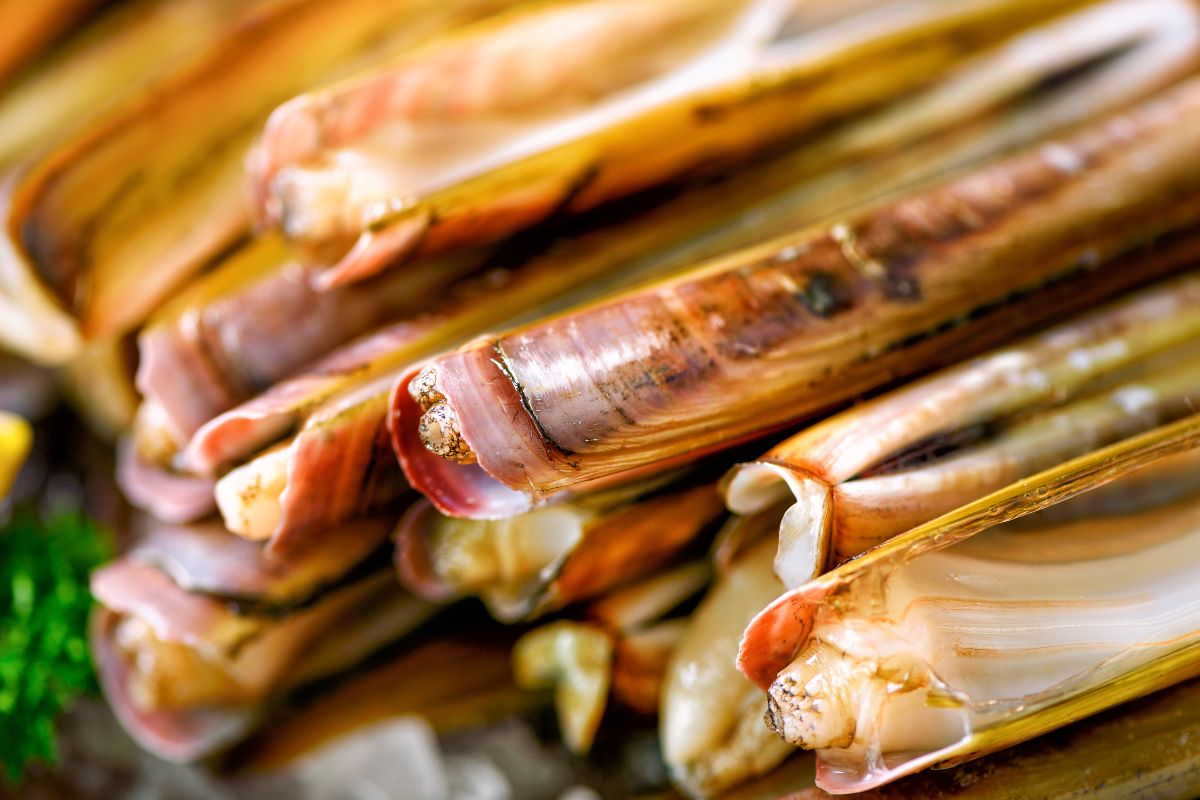 Cannolicchi o coltellacci freschi appena pescati