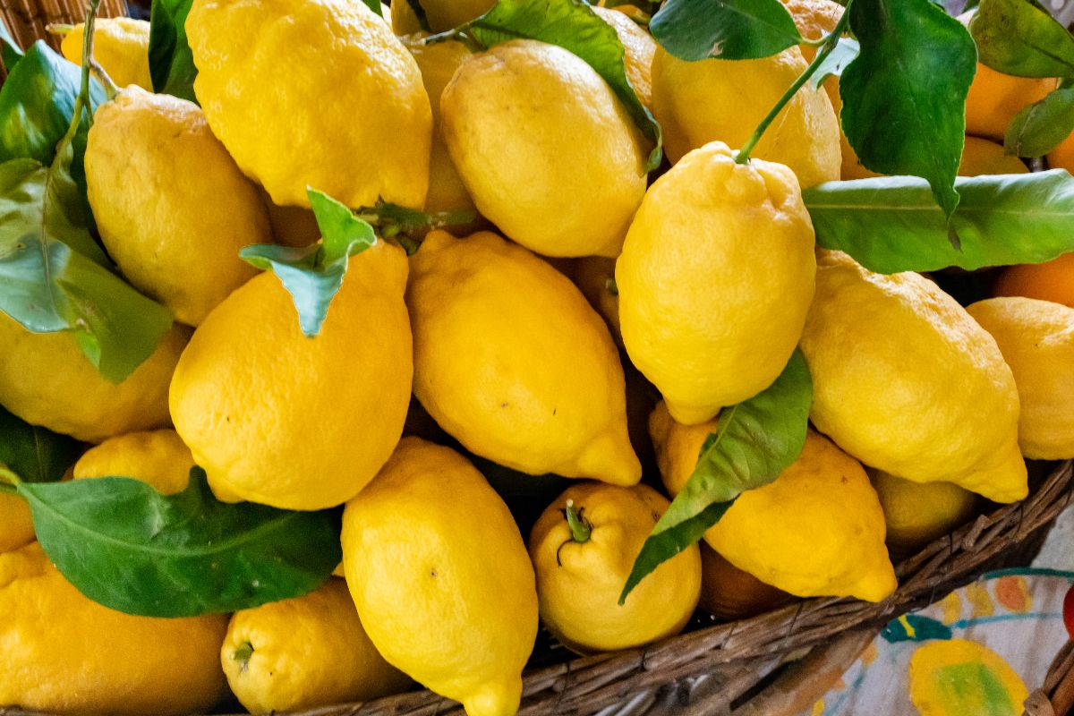 Cestino di limoni con foglia