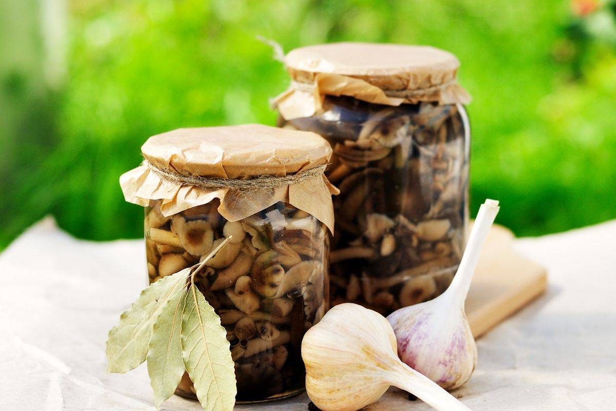 Funghi sott'olio