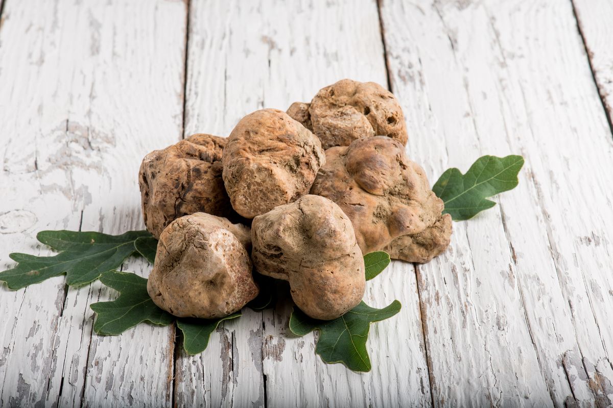 Tartufo bianco delle Crete Senesi