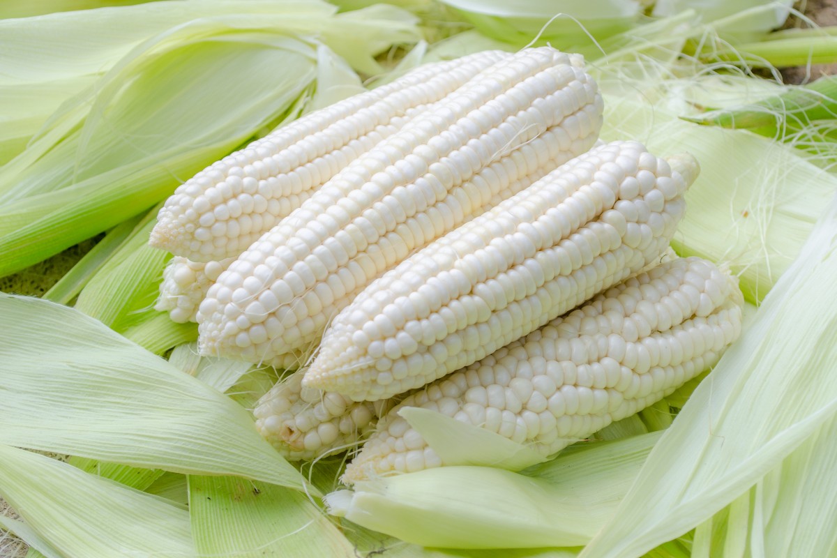 White corn cob