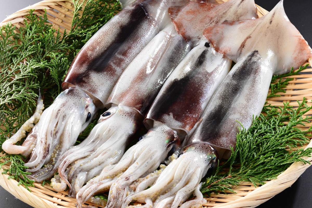 Cestino di totani freschi appena pescati