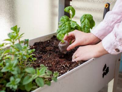 Orto sul balcone