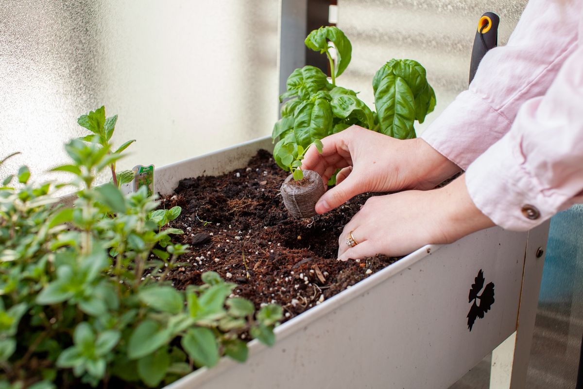 Come fare l'orto sul balcone: vasi, piante e consigli per iniziare
