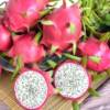 Dragon fruit