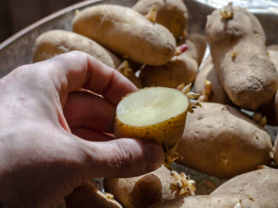 Patate germogliate: si possono mangiare?