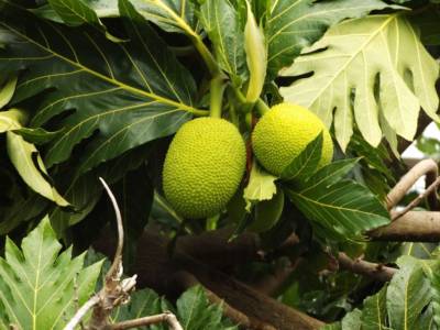 Albero del pane, la pianta che sfamerà il mondo