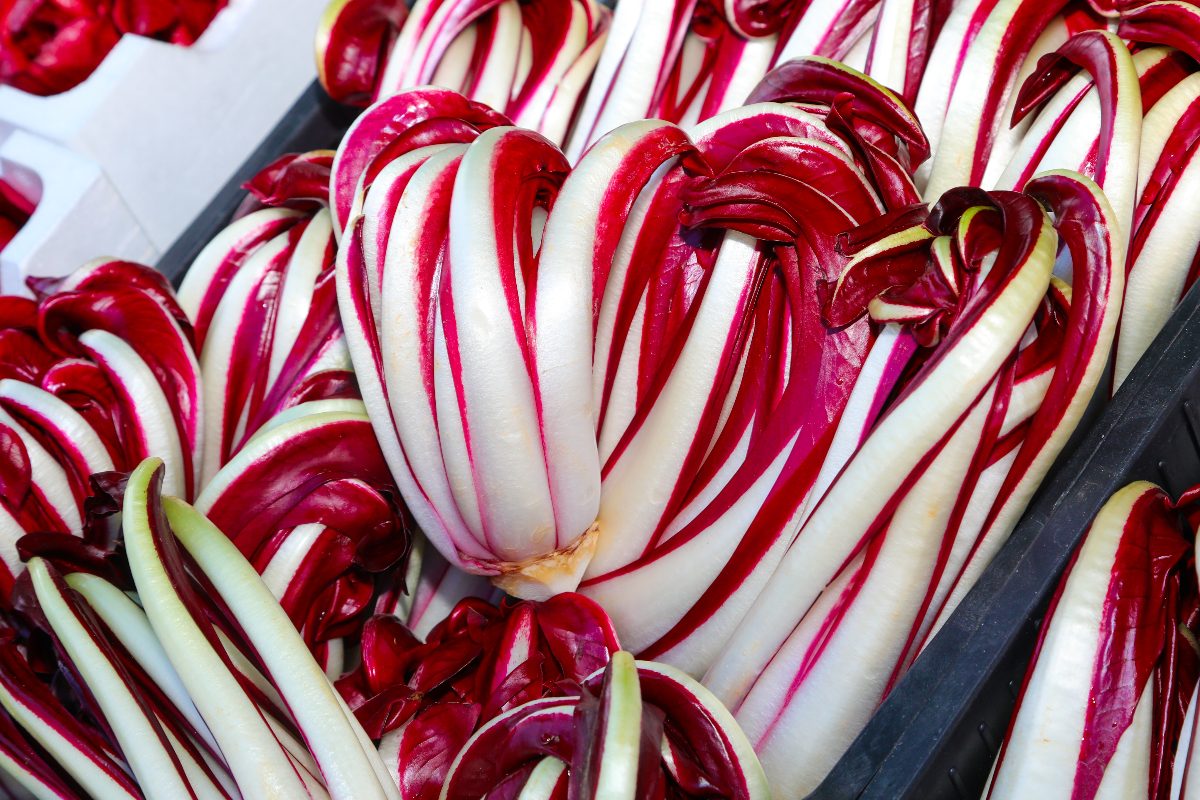 Late radicchio