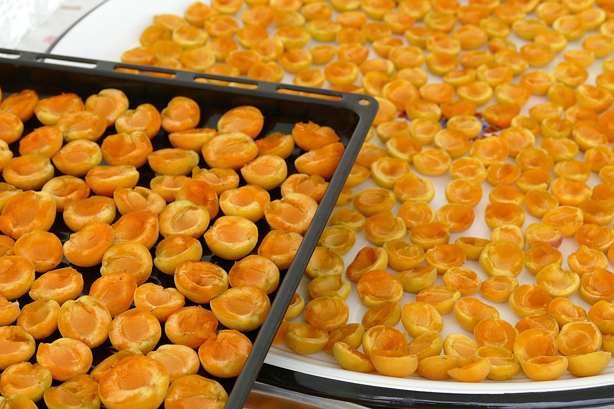 apricots to dry