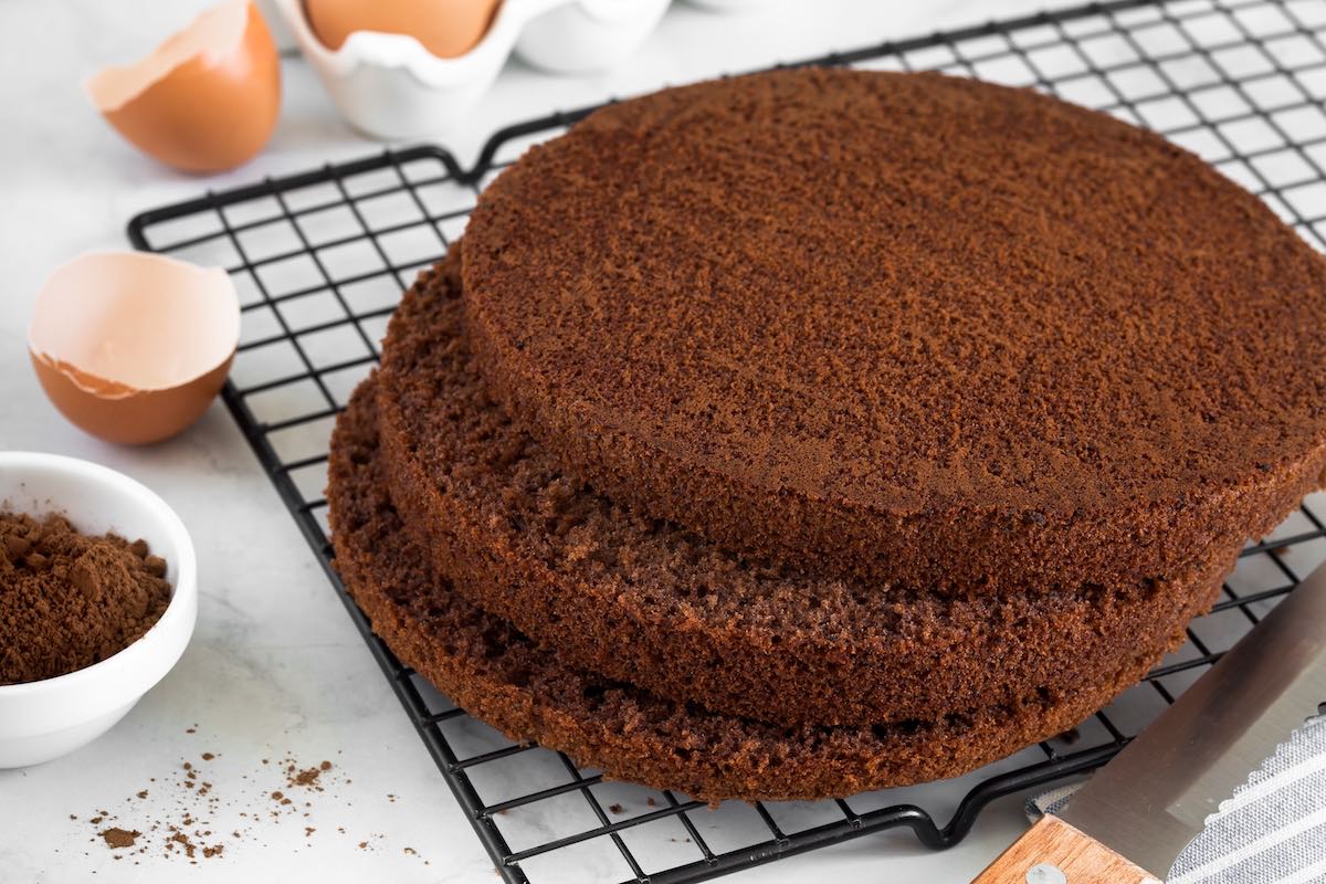 Discs of cocoa sponge cake