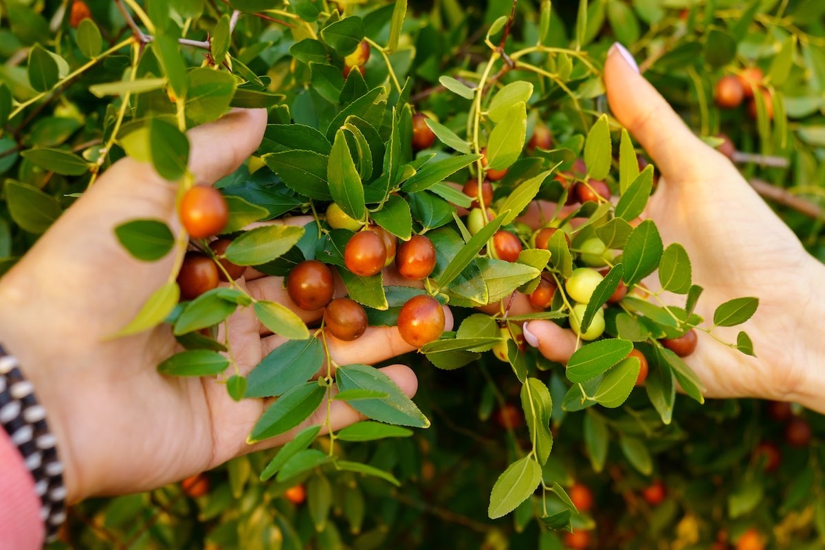 Jujubes, fruit on the tree