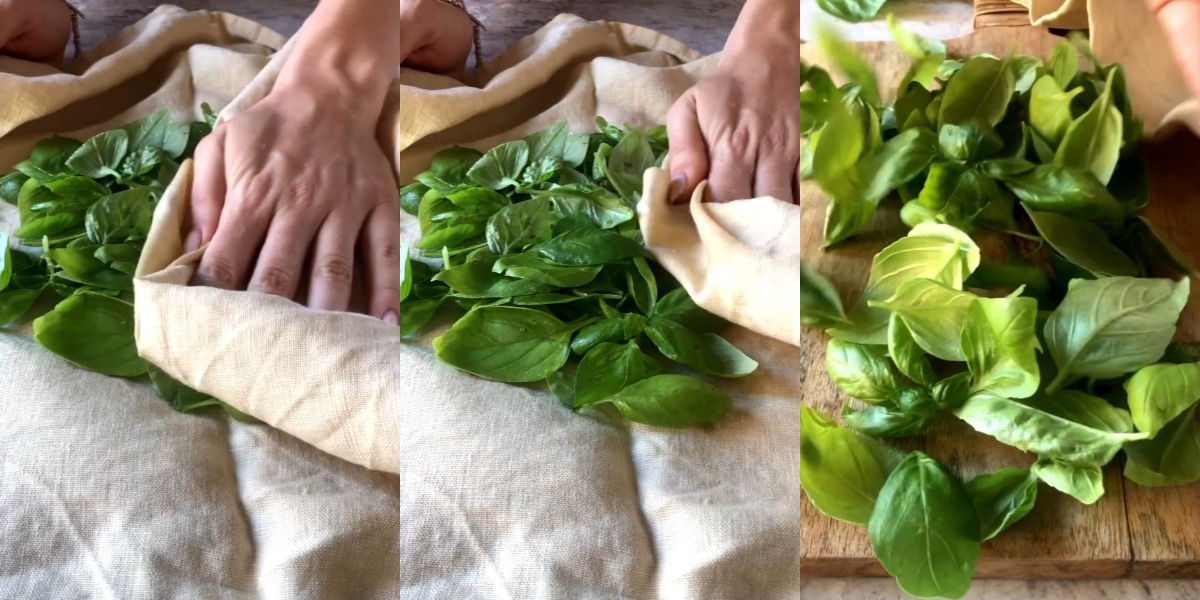 Dry basil leaves with a tea towel
