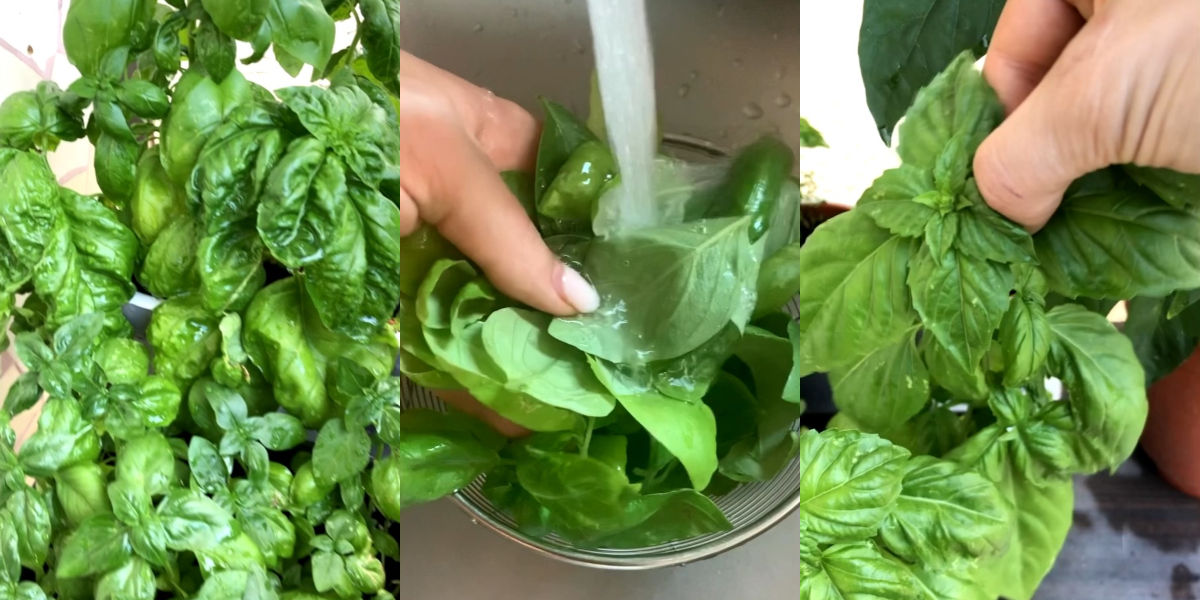 Wash the basil