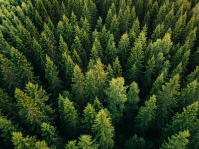 alberi verdi foresta