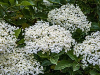 Fiori di sambuco