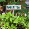 Scopriamo come coltivare la pianta del tè direttamente a casa vostra