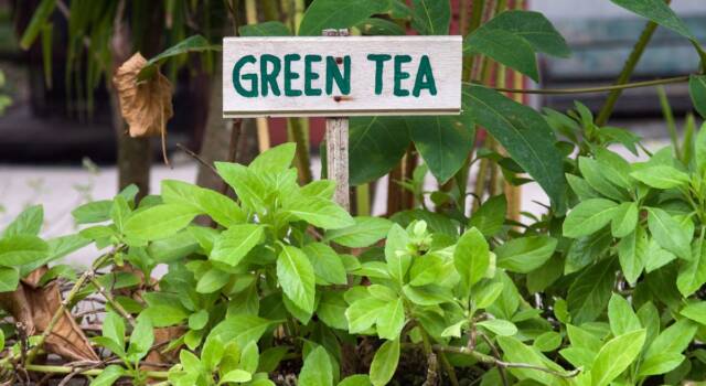 Scopriamo come coltivare la pianta del tè direttamente a casa vostra
