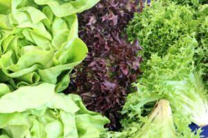 Tipologie di insalata