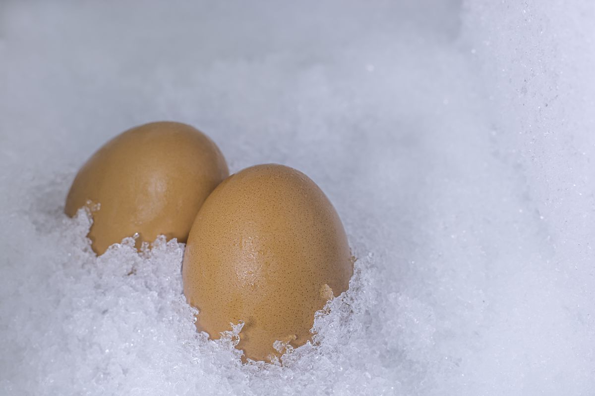 uova congelate