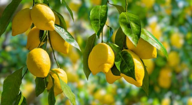 Tutti i modi per usare le foglie di limone in cucina
