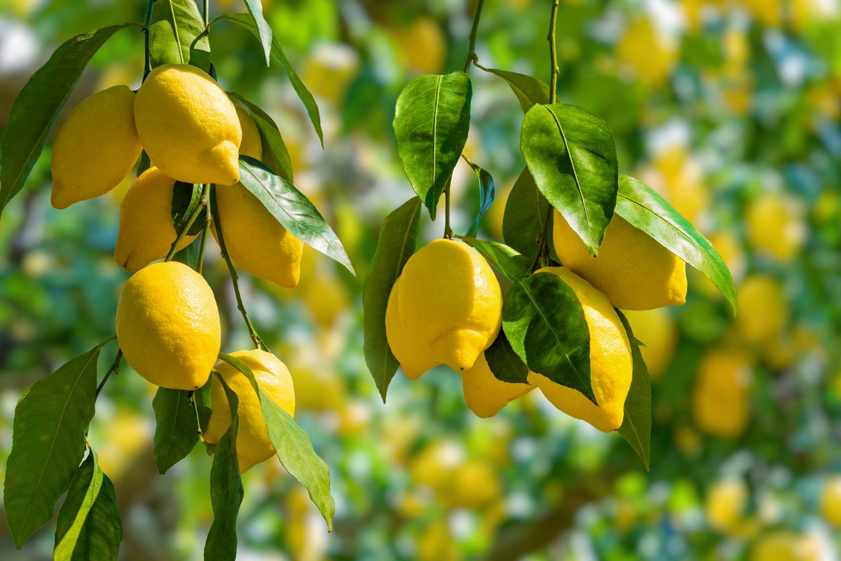 Foglie di limone