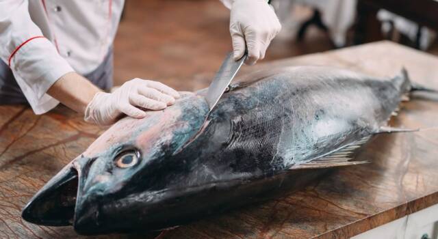 Sapete qual è la differenza tra tonno e tonnetto? Ecco tutta la verità