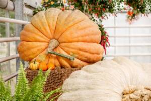 La Razza Di Gatti Più Grande Del Mondo Razze Di Gatti Calmi: La Top - Foto 14