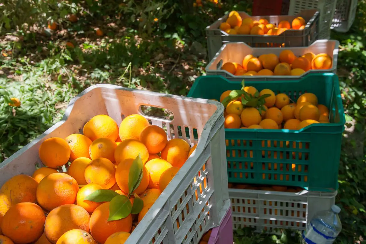 Arance: Elenco di tutte le Varietà - FruttaWeb