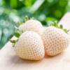 Fragole bianche