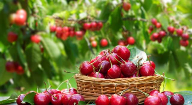 Lo sapevi che dal 24 giugno non bisogna più mangiare le ciliegie?