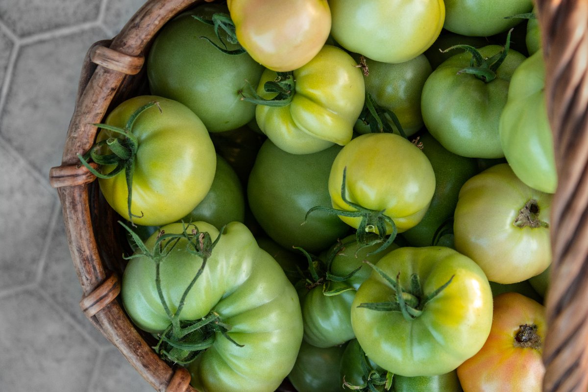 Cesto con pomodori verdi
