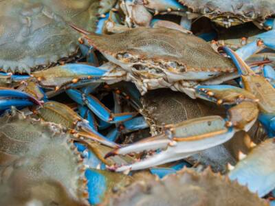 Minaccia granchio blu: strage di vongole e cozze