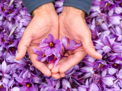 mani con zafferano fiori