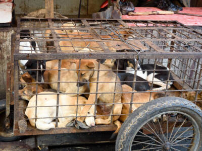 La Corea del Sud dice basta alla carne di cane