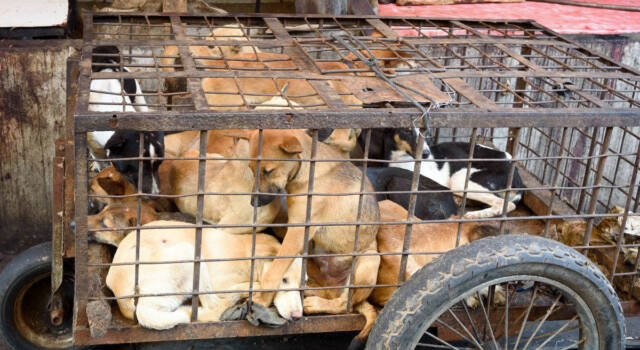 La Corea del Sud dice basta alla carne di cane