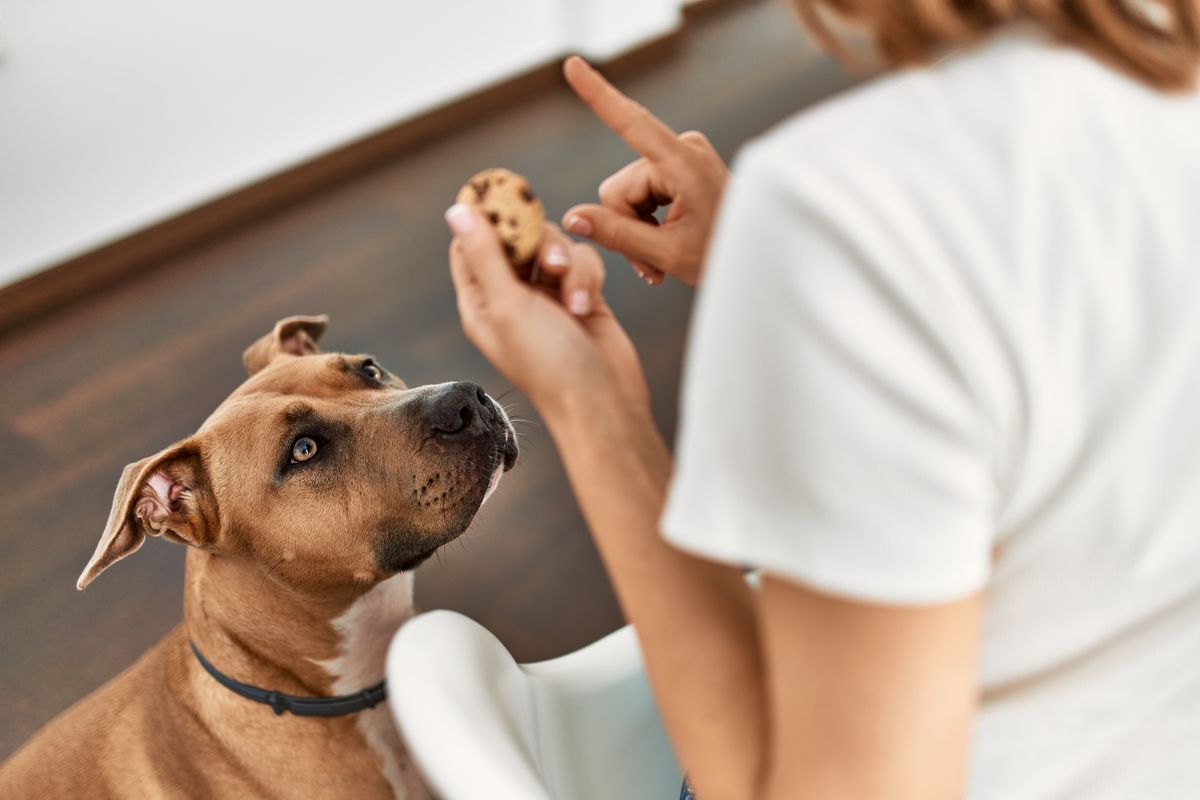 Cosa non possono mangiare i cani