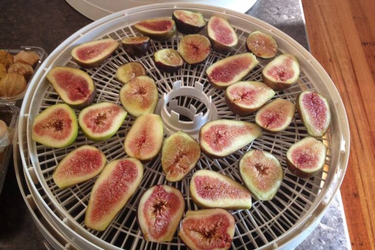 Come fare i fichi secchi ricetta al forno, al sole e in essiccatore