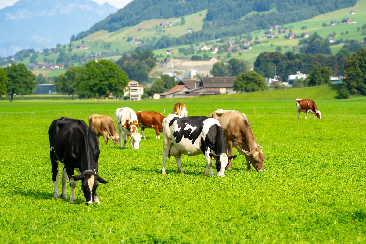 Le mucche pascolano sul prato mangiando erba