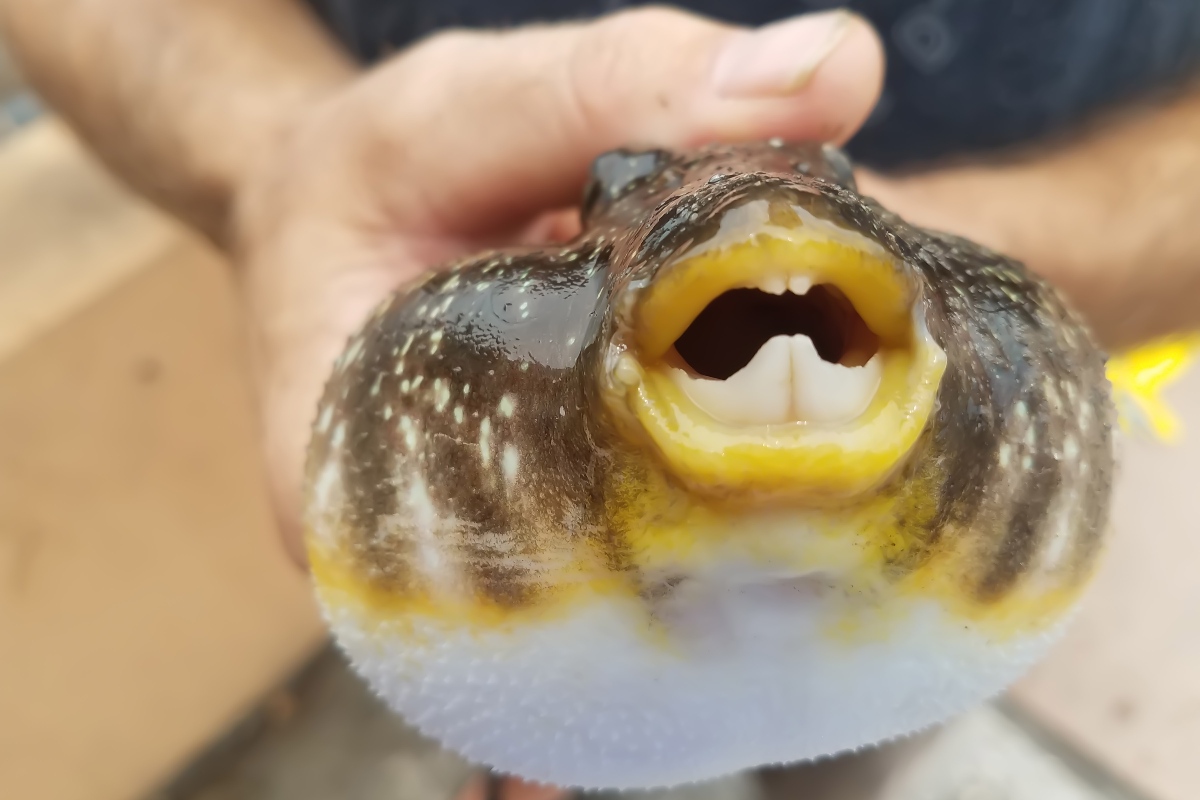 Un uomo tiene un pesce palla tra le mani