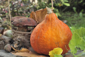 Zucca, funghi appena raccolti e castagne su tavolo di legno