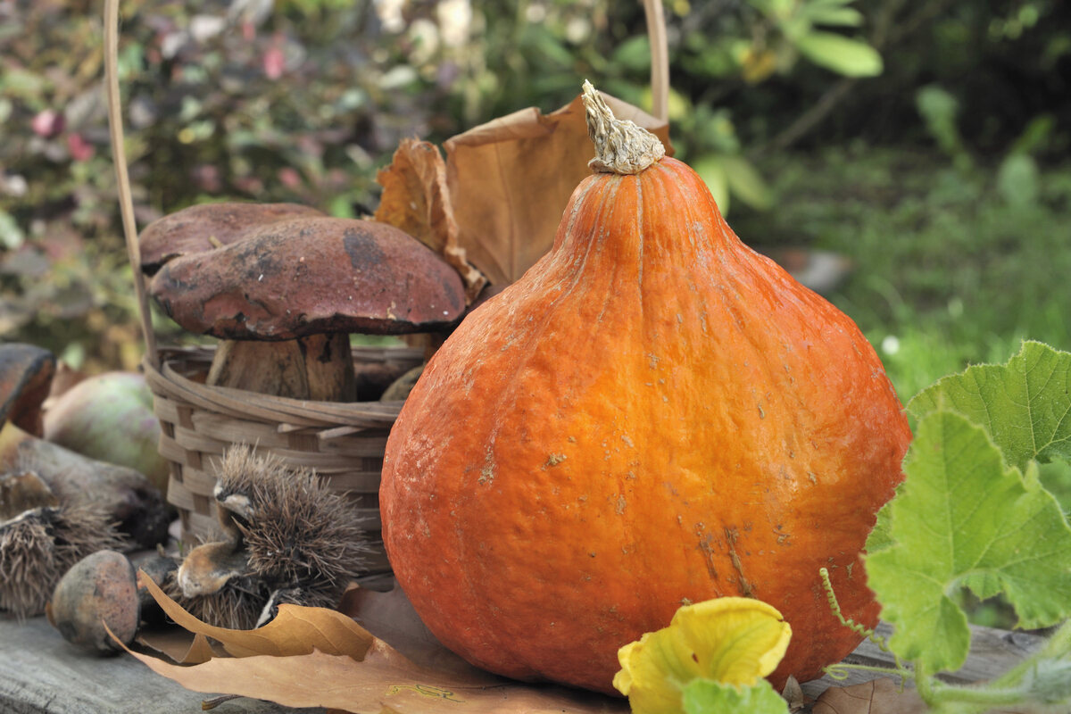 Zucca, funghi appena raccolti e castagne su tavolo di legno